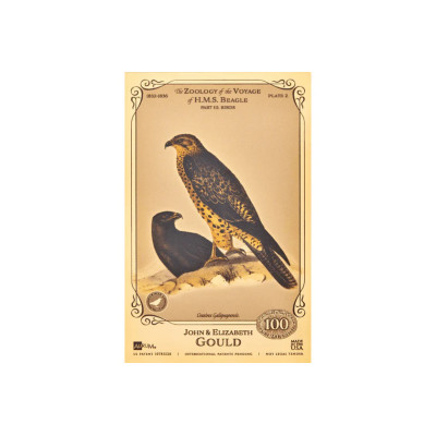 John és Elizabeth Gould Aurum - H.M.S. Beagle gyűjteménye